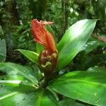 Costus laevis List