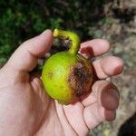 Ficus crassiuscula Fruto