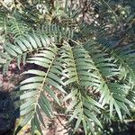 Acacia elata