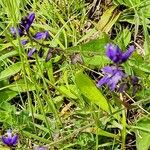 Polygala vulgaris Plante entière