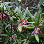 Berberis julianae Fruit