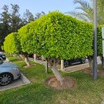 Ficus microcarpa Habit