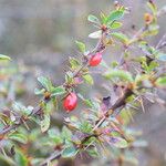 Berberis angulosa Habit