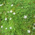 Arenaria balearica Otro