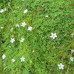 Arenaria balearica अन्य