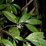 Palicourea psychotrioides Outro