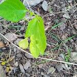 Capsicum annuumLeaf