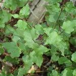 Stellaria nemorum Leaf