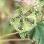 Malva multiflora Fruto