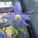 Clematis alpina 花