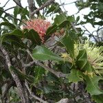 Banksia ilicifolia Flower