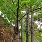 Acer tataricum Bark