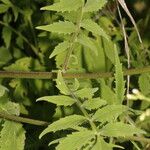 Valeriana palmeri Feuille