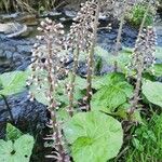 Petasites hybridus Habit