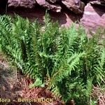 Dryopteris oreades आदत