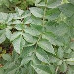 Dahlia imperialis Leaf