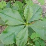 Talinum paniculatum Yaprak