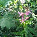 Cuphea racemosa Flower