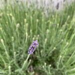 Lavandula angustifoliaFlor