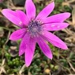 Anemone hortensis Λουλούδι