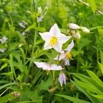 Solanum carolinenseFlower