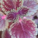 Coleus decurrens Folha