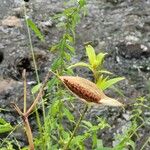 Asclepias incarnata Fruto