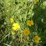 Ranunculus acrisFlower