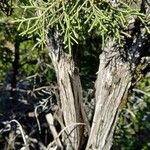 Juniperus phoenicea چھال