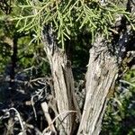 Juniperus phoenicea Bark