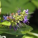 Hebe salicifolia Autre