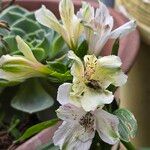 Alstroemeria aureaFlower