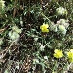 Helianthemum hirtum Frunză