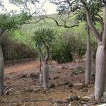 Pachypodium geayi Φλοιός