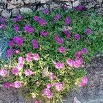 Delosperma cooperi Habit