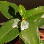 Costus woodsonii Leaf