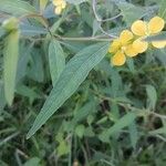 Ludwigia alternifolia Folio