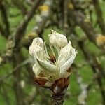 Pyrus communis पत्ता