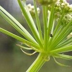 Oenanthe crocata Cortiza