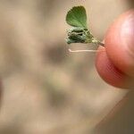 Medicago coronata Leaf