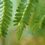 Selaginella myosurus Leaf