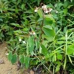 Apocynum androsaemifolium ശീലം