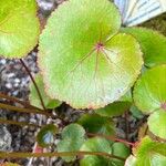 Galax urceolata Blad