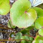 Galax urceolata Leaf