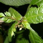 Ruellia golfodulcensis