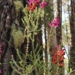 Erica ciliaris Foglia