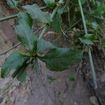Plumbago zeylanica 葉