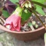 Oxalis tetraphylla 花
