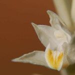 Cephalanthera austiniae Flower