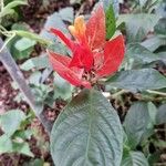 Pachystachys coccinea Fleur